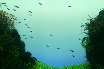 Fototapeta na wymiar Beautiful green aquarium and tropical fish