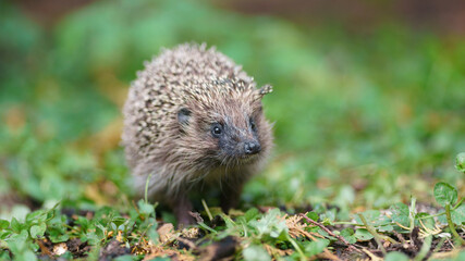 Small hedgehog in the nature. Animals' theme. Frontal view
