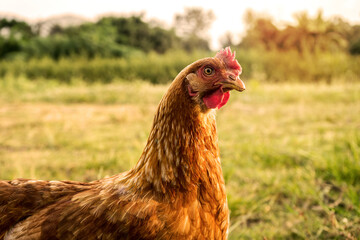 An Organic Free Range wild Brown Chicken on a traditional poultry farm walking on a Grass field at sunset with the background of a natural tree. Agriculture nature farm concept