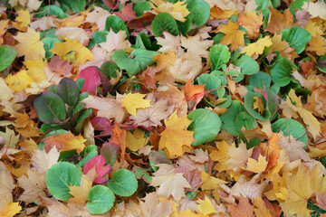 Photography of the autumn in the city public park. Gold maple leaves covered ground in September. Yet green plants are covered by falling leaves. Natural backgrounds. Concept of the beauty in nature