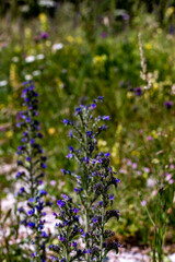 Echium vulgare flower growing in field, close up shoot	