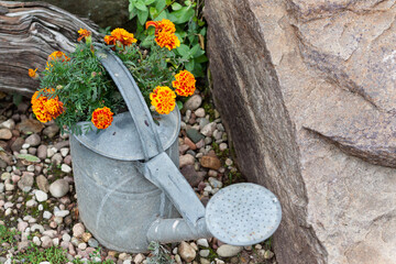 Orange marigold flowers in a old metal watering can, red colour rock and small stones in a background