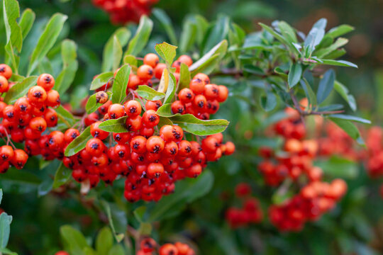 Ornamental plant with red berry fruits, pyracantha plant, firethorn, red berry, bush, hedge, branch, autumn, pyracantha, garden, rowan, green leaves in the background