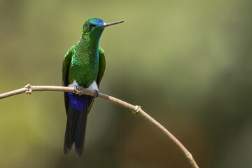 Sapphire-vented Puffleg perched on a branch