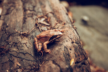 toad on a rock. Frog