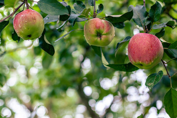 Red apples hanging on a tree, green leaves and background, copy space