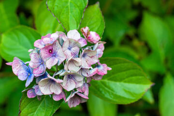 Tea of heaven plant close up with the green leaves in the background, copy space, gardening, purple plant, hydrangea