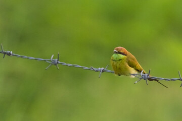 Green bee eater on the barb.Little bird on green background.Nature wildlife image on the outdoor park.