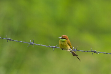 Green bee eater on the barb.Little bird on green background.Nature wildlife image on the outdoor park.