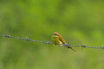 Green bee eater on the barb.Little bird on green background.Nature wildlife image on the outdoor park.