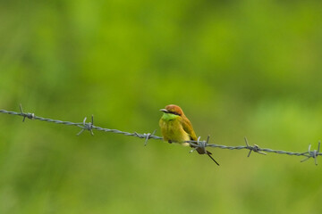 Green bee eater on the barb.Little bird on green background.Nature wildlife image on the outdoor park.