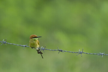 Green bee eater on the barb.Little bird on green background.Nature wildlife image on the outdoor park.