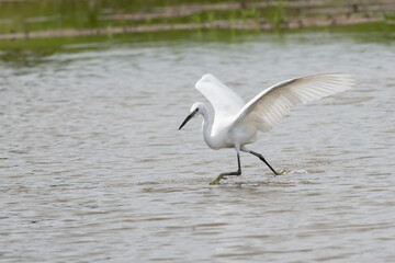 Egrets waking in the shallow lagoon.White birds fishing in the lake.Nature wildlife image on the outdoor park.