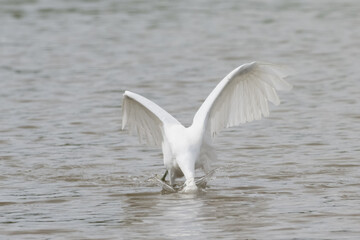 Egrets waking in the shallow lagoon.White birds fishing in the lake.Nature wildlife image on the outdoor park.