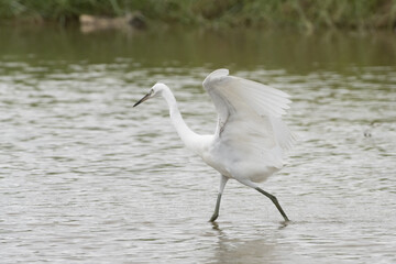 Egrets waking in the shallow lagoon.White birds fishing in the lake.Nature wildlife image on the outdoor park.