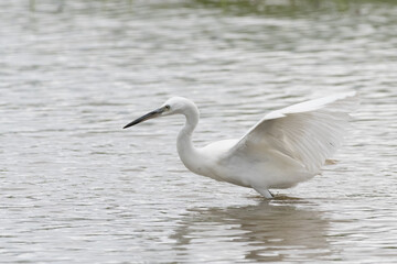 Obraz premium Egrets waking in the shallow lagoon.White birds fishing in the lake.Nature wildlife image on the outdoor park.