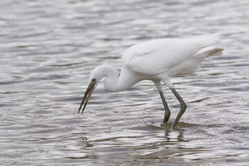 Egrets waking in the shallow lagoon.White birds fishing in the lake.Nature wildlife image on the outdoor park.