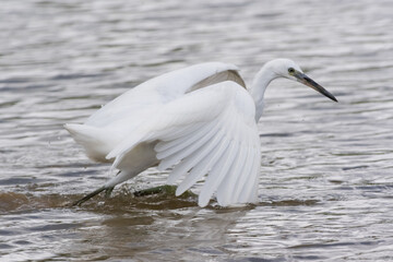 Fototapeta premium Egrets waking in the shallow lagoon.White birds fishing in the lake.Nature wildlife image on the outdoor park.