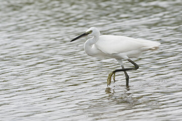 Egrets waking in the shallow lagoon.White birds fishing in the lake.Nature wildlife image on the outdoor park.