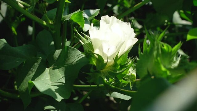 Natural beauty scene of green cotton leaves and white flowers.