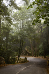 Dark rainy landscape with a forest road
