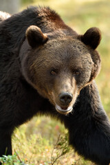 Bear closeup