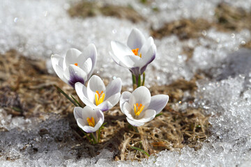 Spring flowers - white crocuses bloom in the park in April, a beautiful template for a web screensaver. Snow shiny cover melts near primroses, Easter card design.