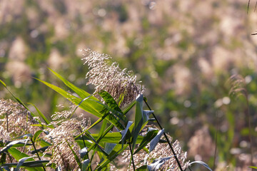 Green reeds in the river in the park in September