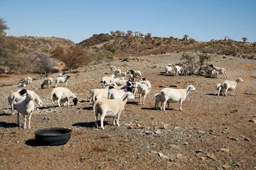 Mob of white Dorper sheep on desert farm in Namibia, Southern Africa.