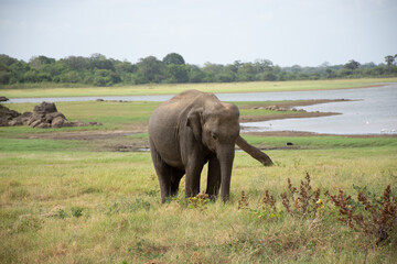 Obraz premium Minneriya National Park is a national park in the North Central Province of Sri Lanka.