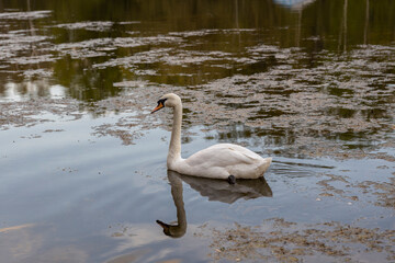 White swan on the pond.