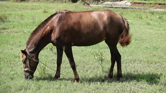 A brown-red domesticated horse is eating the green grass of the field. Asian cross-breeding horse. 