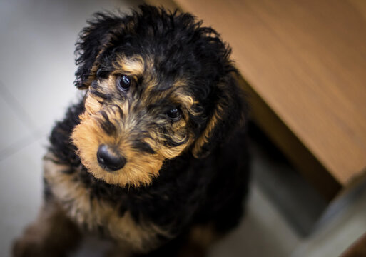 airedale terrier