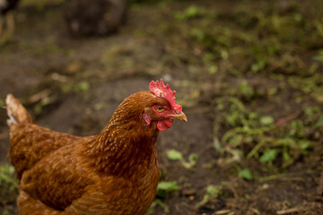 flock of chickens grazing on the grass