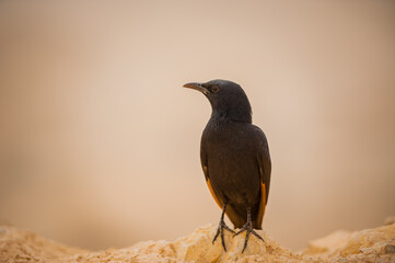 Blackbird against the backdrop of the Israeli desert