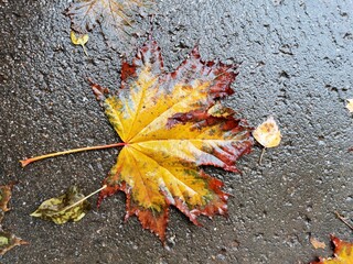 autumn maple leaf on the ground
