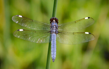 blue dragonfly on a green stem