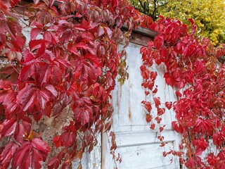 red autumn leaves on a fence