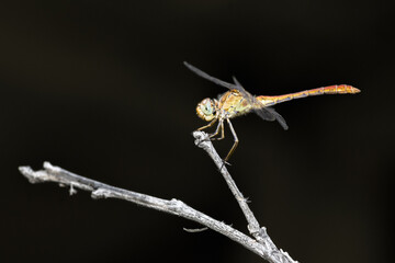Macro shot of a dragonfly on a branch against a black background
