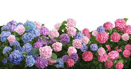 Many different beautiful hortensia flowers on white background. Banner design