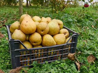 A box full of yellow, juicy pears. Pear harvest. Gardening.