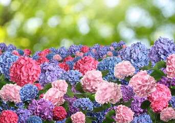 Many different beautiful hortensia flowers outdoors. Bokeh effect