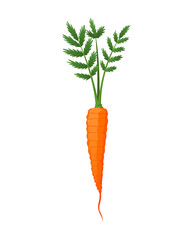 Carrots with leaves on top and orange root. Fresh cartoon young carrot. Healthy vegetable food.  illustration on a white isolated background
