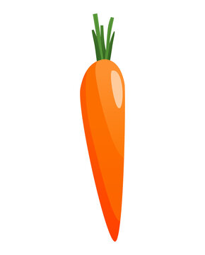 Carrots with leaves on top and orange root. Fresh cartoon young carrot. Healthy vegetable food.  illustration on a white isolated background