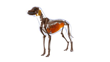 Obliquus Externus Abdominis muscle Dog muscle Anatomy For Medical Concept 3D