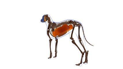 Obliquus Externus Abdominis muscle Dog muscle Anatomy For Medical Concept 3D