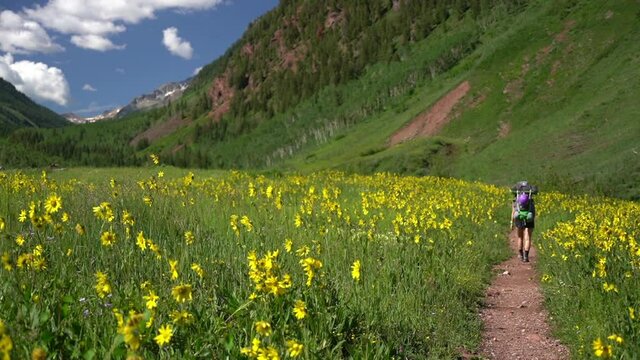Woman With Backpack in Green Field With Wild Sunflowers on Sunny Summer Day. Maroon Bells Snowmass Wilderness, Rocky Mountains, Colorado USA, Back View, Full Frame