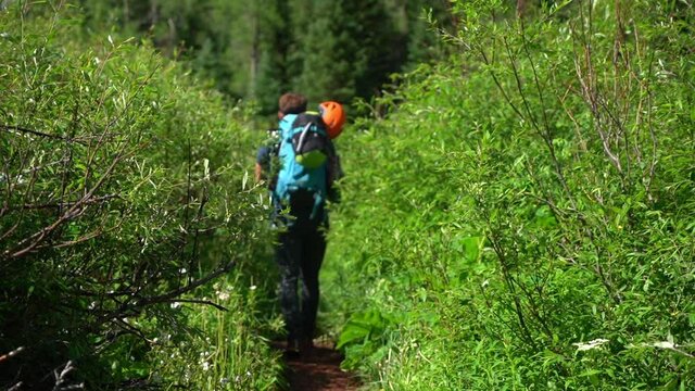 Man Walking on Trail Between Wild Plants on Sunny Summer Day, Hiking in Wilderness of Rocky Mountains, Colorado USA, Back View, Full Frame Slow Motion