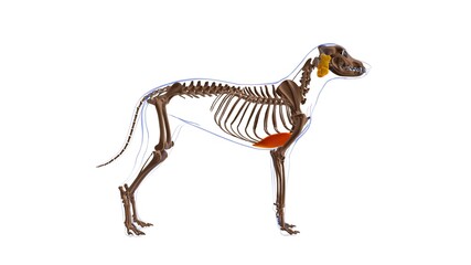 Obraz na płótnie Canvas Pectoralis Profundus muscle Dog muscle Anatomy For Medical Concept 3D
