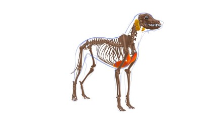 Pectoralis Profundus muscle Dog muscle Anatomy For Medical Concept 3D